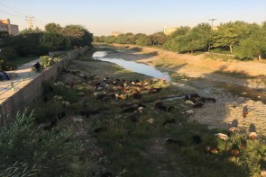 چرای گوسفندان در کلانشهر ارومیه/مسئولان به فکر سیمای شهر باشند چرای گوسفندان در کلانشهر ارومیه/مسئولان به فکر سیمای شهر باشند