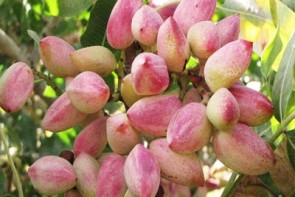 ترفند آمریکایی ها برای گرفتن محصول ایرانی ترفند آمریکایی ها برای گرفتن محصول ایرانی