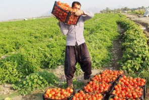 کام تلخ گوجه کاران آذربایجانغربی کام تلخ گوجه کاران آذربایجانغربی