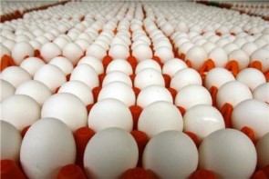صادرات تخممرغ همچنان متوقف است صادرات تخممرغ همچنان متوقف است