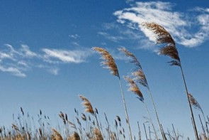 افزایش دما در آذربایجان غربی / رگبار باران توام با وزش باد در نقاط جنوبی استان افزایش دما در آذربایجان غربی / رگبار باران توام با وزش باد در نقاط جنوبی استان