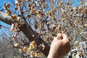باغات آذربایجان غربی بهار نشده، خزان شدند باغات آذربایجان غربی بهار نشده، خزان شدند