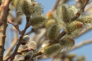 سطح زیر کشت بیدمشک در آذربایجان غربی 35 هکتار است/بیدمشک در آذربایجان غربی تبدیل به برند شده است سطح زیر کشت بیدمشک در آذربایجان غربی 35 هکتار است/بیدمشک در آذربایجان غربی تبدیل به برند شده است