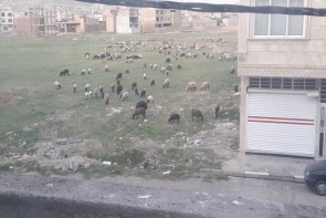 تبدیل محدوده شهری ارومیه به چراگاه گوسفندان/چه کسی پاسخگو است؟! تبدیل محدوده شهری ارومیه به چراگاه گوسفندان/چه کسی پاسخگو است؟!