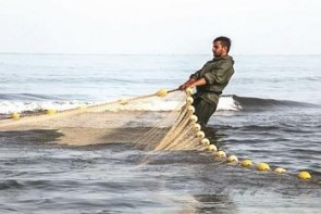 شاه میگوی آذربایجان غربی به 4 کشور صادر می شود شاه میگوی آذربایجان غربی به 4 کشور صادر می شود