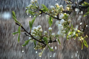 آغاز فعالیت امواج بارشی از امروز در آذربایجانغربی آغاز فعالیت امواج بارشی از امروز در آذربایجانغربی
