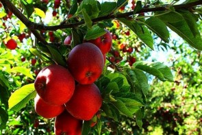 صادرات ناکام، حسرتی که هر سال بر دل باغداران سیب می ماند/باغداران آذربایجان غربی چشم انتظار حمایت مسئولان صادرات ناکام، حسرتی که هر سال بر دل باغداران سیب می ماند/باغداران آذربایجان غربی چشم انتظار حمایت مسئولان