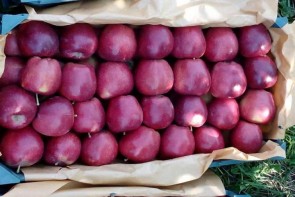 له شدن سیب آذربایجان غربی زیر سایه بی تدبیری مسئولین له شدن سیب آذربایجان غربی زیر سایه بی تدبیری مسئولین
