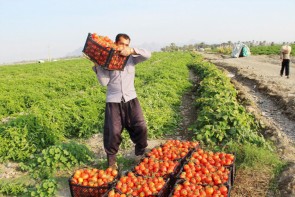 لزوم حمایت از محصول گوجهفرنگی در آذربایجانغربی لزوم حمایت از محصول گوجهفرنگی در آذربایجانغربی
