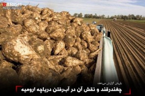 چغندرقند و نقش آن در آبرفتن دریاچه ارومیه چغندرقند و نقش آن در آبرفتن دریاچه ارومیه