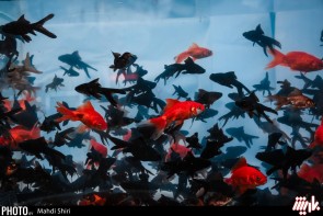 مردم از مراکز معتبر و تحت کنترل شهرداری و دامپزشکی اقدام به خرید ماهی قرمز کنند