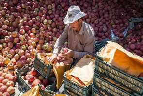 ناهمخوانی آمار صادرات سیب با واقعیت ناهمخوانی آمار صادرات سیب با واقعیت
