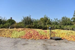 خطرِ انباشت سیب در روزهای کرونایی خطرِ انباشت سیب در روزهای کرونایی